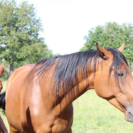 Familial Aux Landes Sur Ferme Avec Terrasse - Fr-1-489-430 *