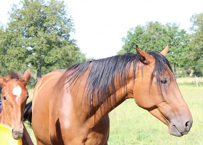 Familial Aux Landes Sur Ferme Avec Terrasse - Fr-1-489-430 *